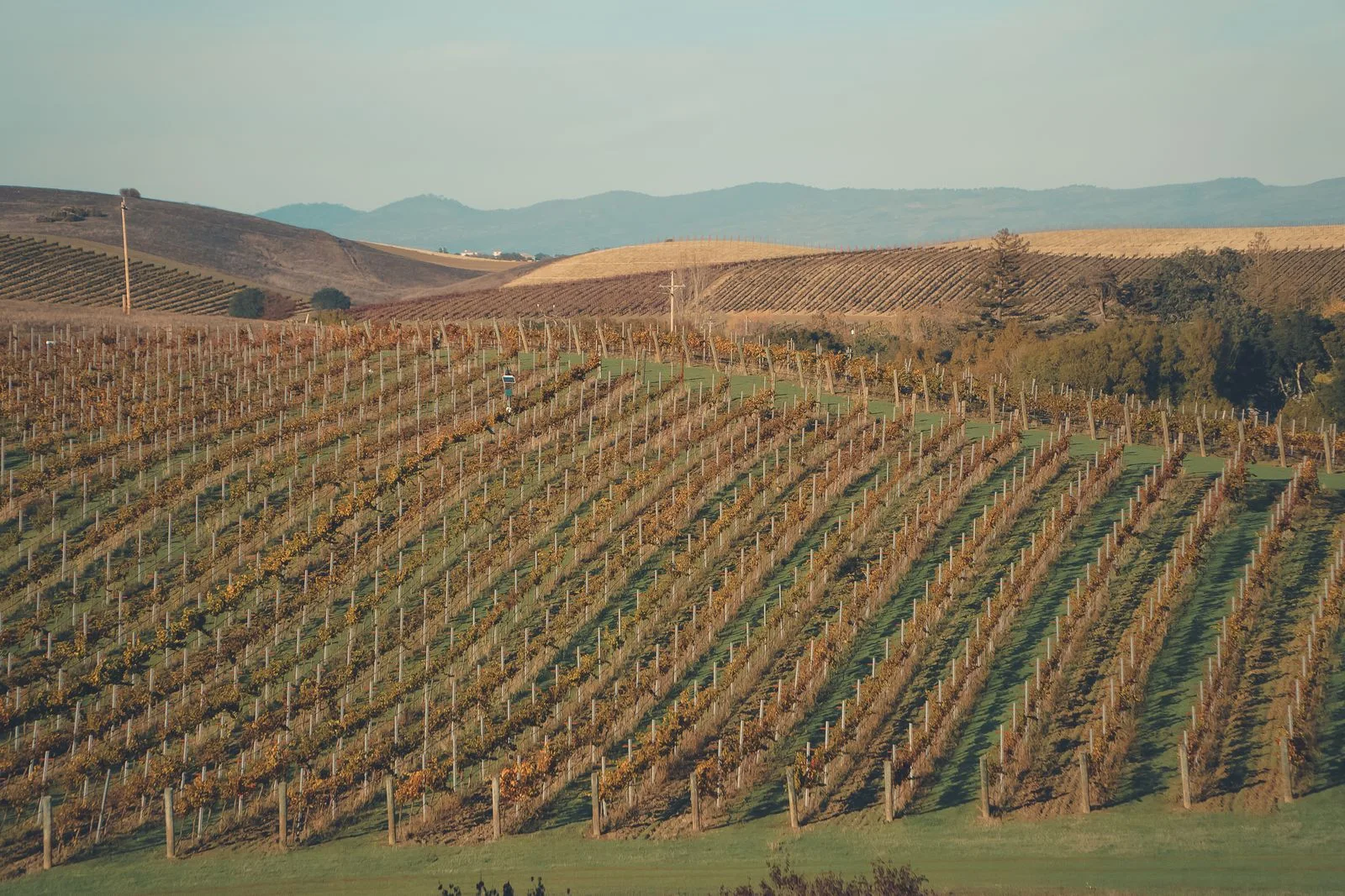 Viñedos y paisajes del Valle de Napa, California