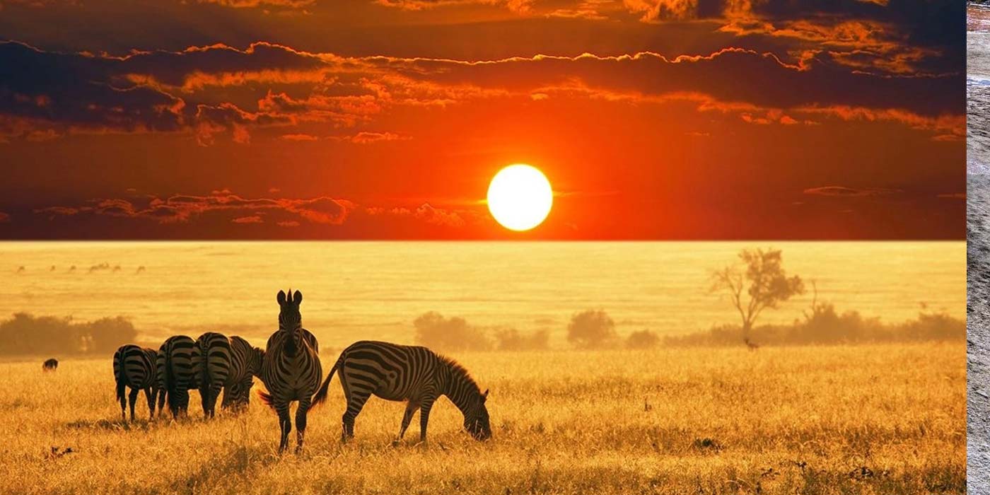 safari-africa