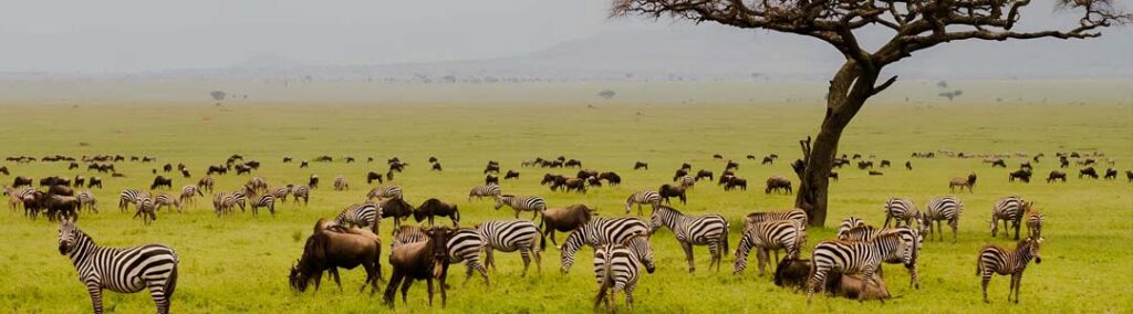 safari-africa